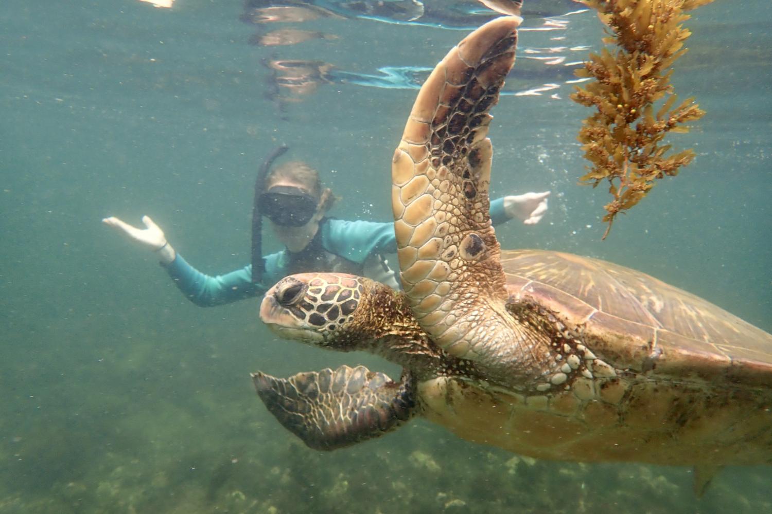 一名<a href='http://yieg.ngskmc-eis.net'>博彩网址大全</a>学生在Galápagos群岛游学途中与一只巨龟游泳.